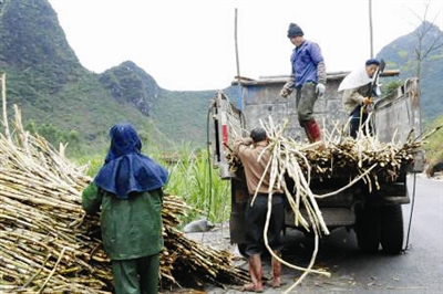 广西大化:百马乡蔗农喜获丰收