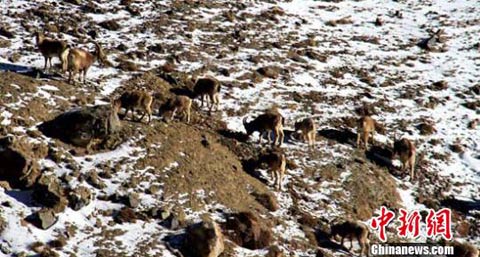 大雪封山 新疆给野生动物送“年货”
