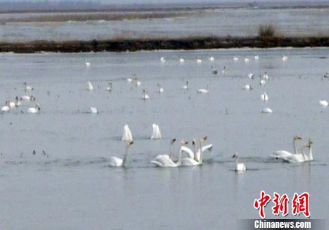 �ƺ��翪�� ���ɹŹ������ǰ�����ɹš�������