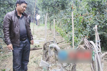 漳州农民种“榕蛇” 年入20万真了得