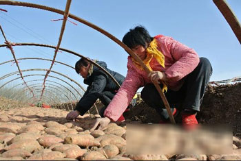 山东济宁紫薯不一般 富硒“英雄”出梁山(图一)