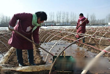 山东济宁紫薯不一般 富硒“英雄”出梁山(图二)