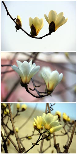 ��ǡ����¡��ߴ��� ������֦������