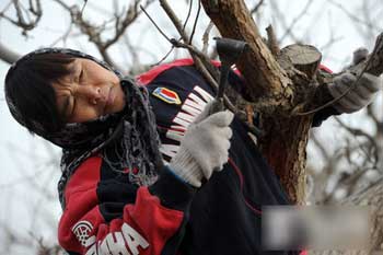 刘哲敏在自家的香梨树进行防虫措施。 刘哲敏“跑”庄稼 种香梨成行家