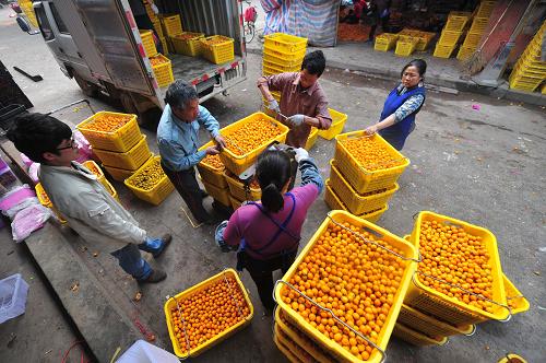 广西融安:三月果飘香 科技助增收