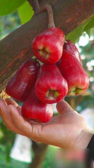 珠海莲雾胜台湾 酿出美酒香华南