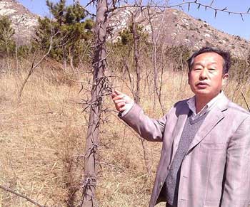 平度老汉不简单 种出万亩“药材山”