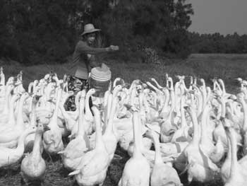 海南儋州市文昌村:大学生苦守荒郊 养鹅成功无处销