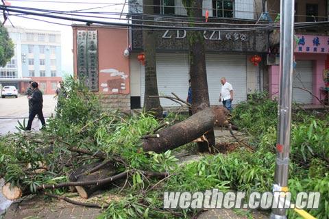 被大风连根拔起的扁桃树