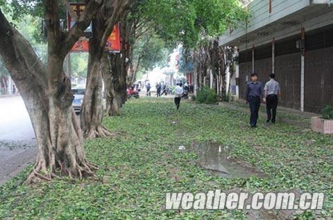 崇左城区遭冰雹雷雨大风“洗礼”后的街道