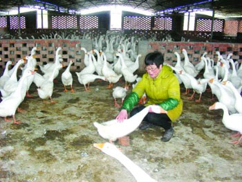 Ì¡Íÿ÷±¾¸ÄÑø¶ì °×Õ¶ºÃ׬×öÁ¬Ëø