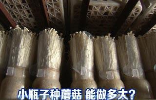 瓶中栽菇新技术 自动生产好致富