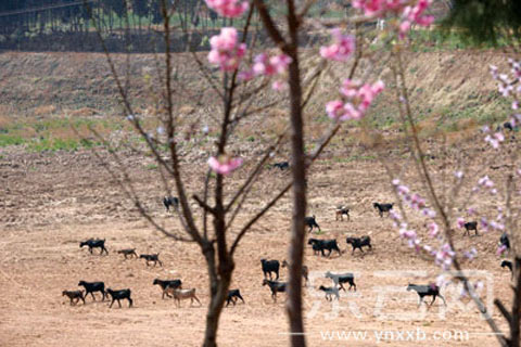 云南禄劝县遇严重旱情 预计近8万人将饮水困难