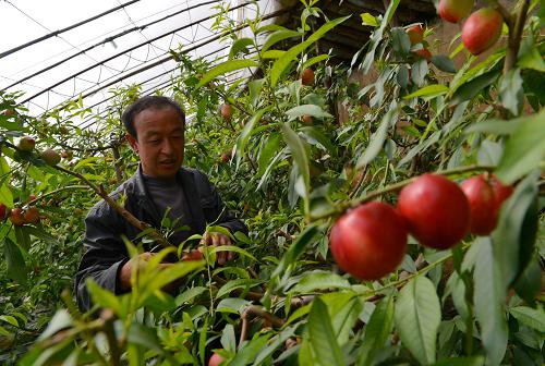 陕西延安:设施水果助农增收