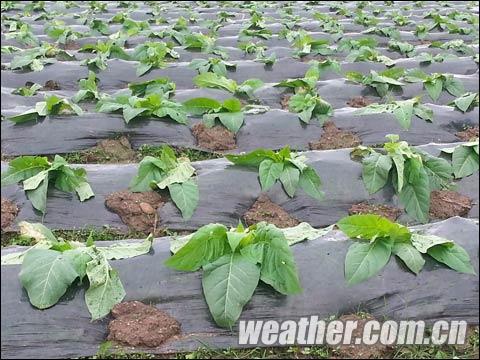 冰雹捶打福建建宁 2353亩农田受灾