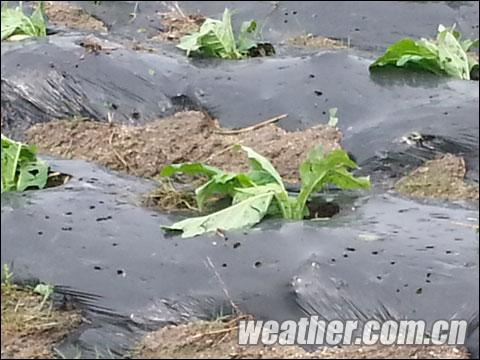 冰雹猛砸福建建宁 2353亩农田受灾
