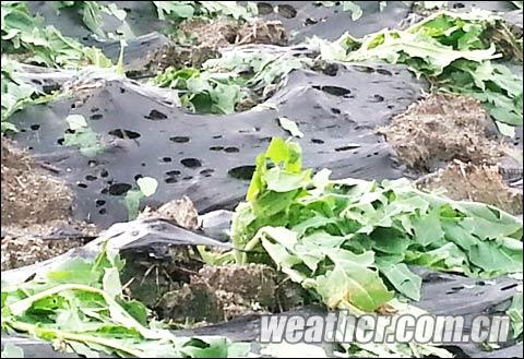 ���������������ը ���������Ŀȫ�ǡ�