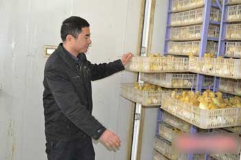 湖北郑集农民当“奶爸” 全镇鸭苗他孵化