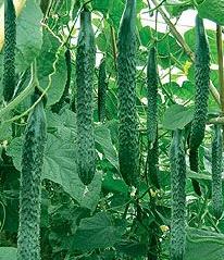 利用秸秆技术 老潘家的黄瓜翻着跟头增产增收