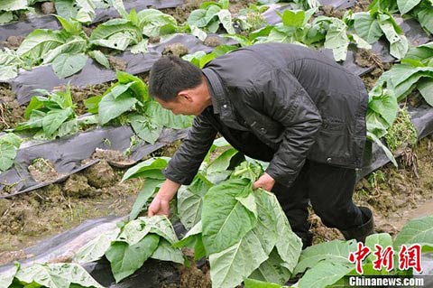 ������������籢 �������ڿ�ʼ�����Ծȣ���ͼ��