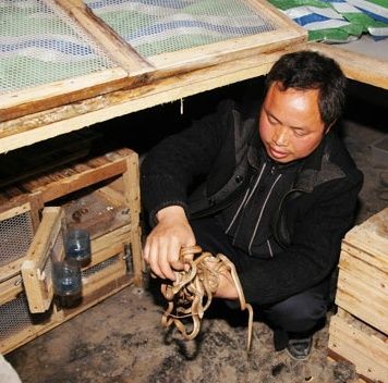 湖南保靖龙海成蛇场:金蛇带“金”来