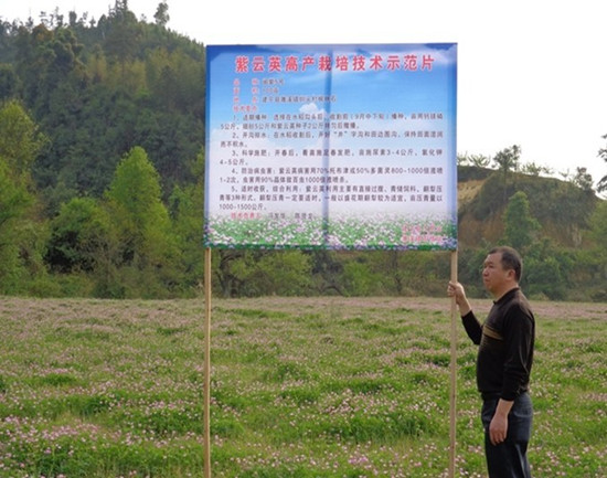 福建建宁:推广紫云英 养地又创收