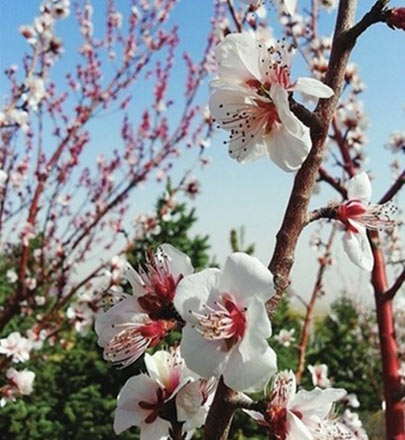 宁夏三月天气暖 花开正是踏青时