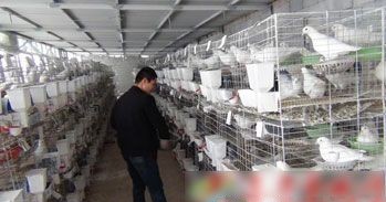 山东济宁:杂粮温水喂肉鸽 味道鲜美真红火