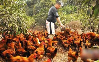 柑橘种植全生态 丰裕大搞“野鸡林”