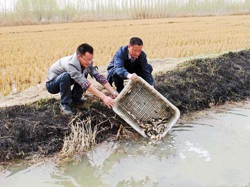 稻田养鱼可让新疆温宿县农民每亩增收一千五