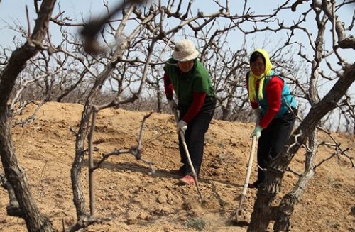 烟台莱州市徐芝芹种了17年葫芦枣