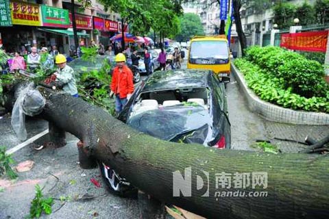 广州风雨摧折路边大树 一轿车被毁