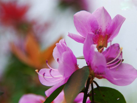 ������ĩ����ֱ��30�� ��ǧ��ž�������������