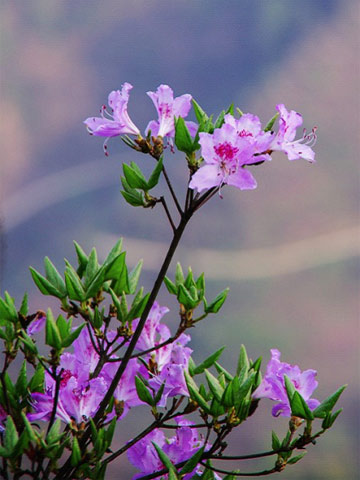 ������ĩ����ֱ��30�� ��ǧ��ž�������������