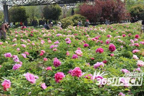 恍若初夏!合肥今日将破30℃ 牡丹盛放引万人观赏