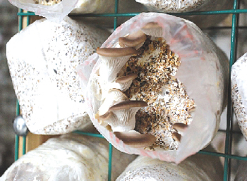 㽭բϴ壺ѷ֦乽 «