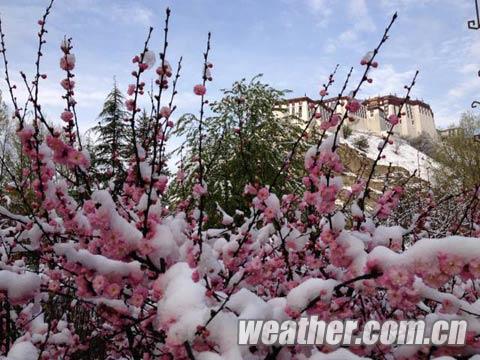 ����ӭ�������ѩ �������������£���ͼ��