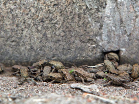 ����һ��УУ԰������ ר�ҳƻ���ǰ��