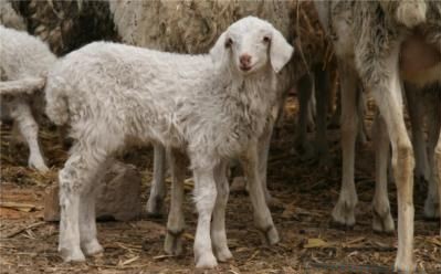 ���ɹţ����������������¸�·