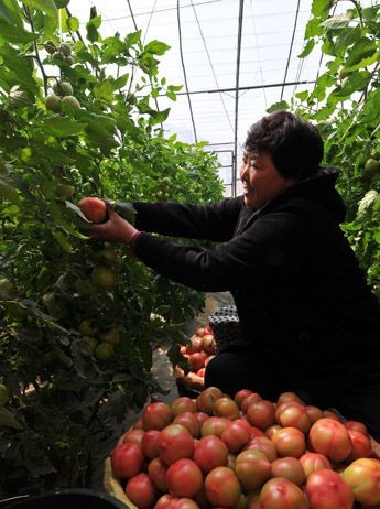 河北涞水:大棚蔬菜让群众尝到甜头