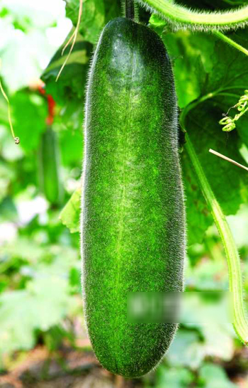 冲蒌黑皮冬瓜 上海世博奇葩