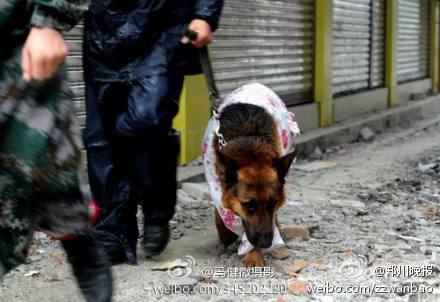 微博直播:四川雅安遭7级强震 成都震感强烈