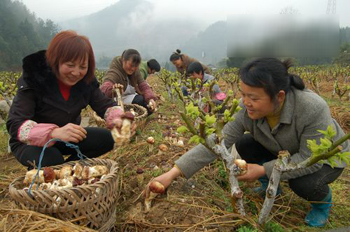 重庆黔江水田乡 “大球盖”菇香