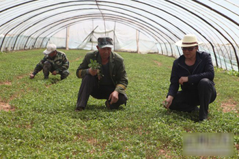 甘肃甘州种养结合 猪粪养育蔬果(图:1)