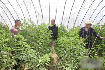 甘肃甘州种养结合 猪粪养育蔬果(图:2)