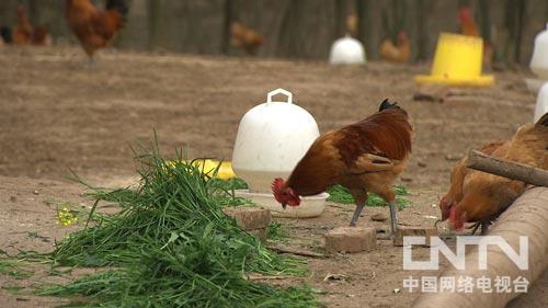 致富经:计算机老板卖鸡与众不同(图:2)