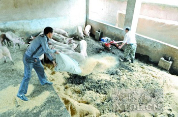 湘乡养猪天地宽 大学儿子爱接班