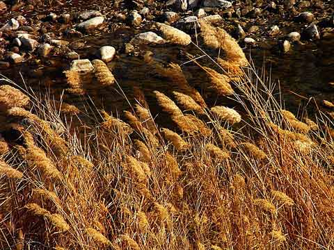 ��ȸ�����ζ�����29��Ķ�����ֳ���ȱˮ