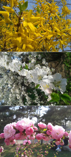 气温“奔三” 辽宁春天“迟到”夏天“来早”