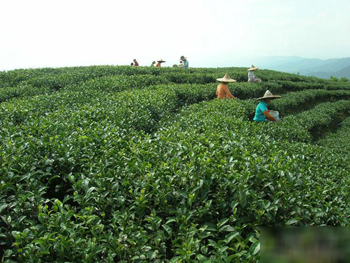 福建盘陀镇东林村:种茶先养虫 虫咬才香浓